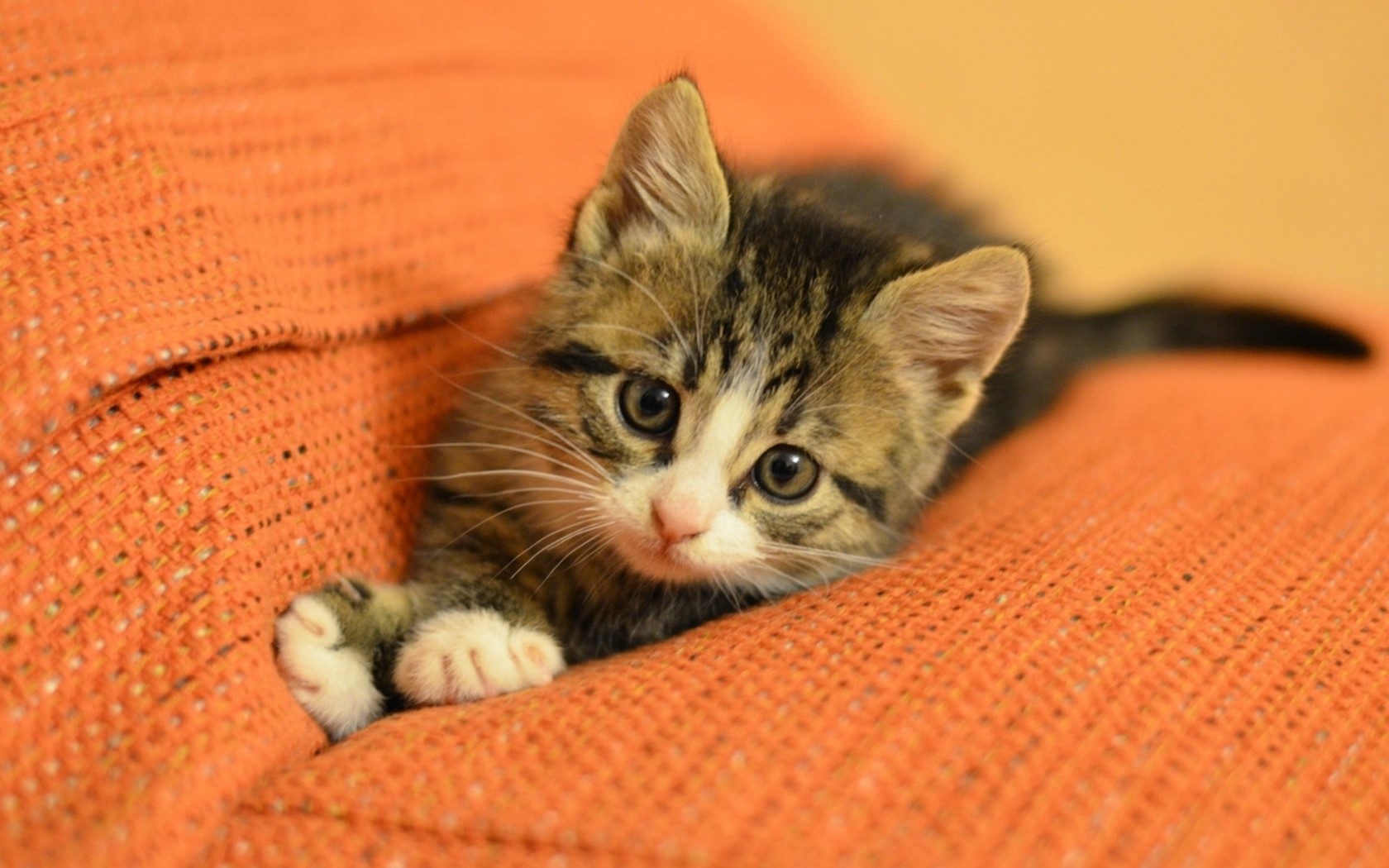 Как защитить диван от кошки - WallyTally.ru
