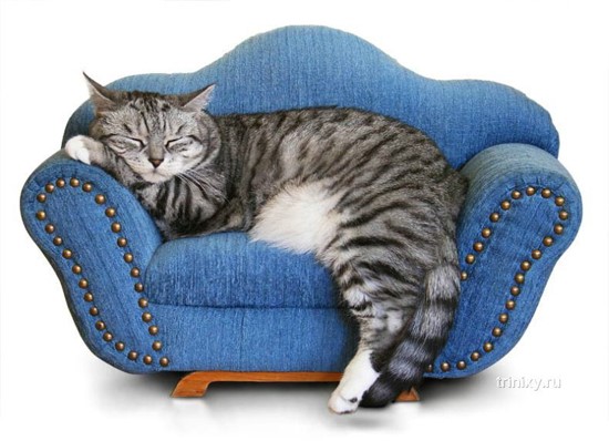 Как защитить диван от кошки | Перетяжка мебели Нордит